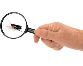 İş Yerinde Böceklerle Mücadele Etmek