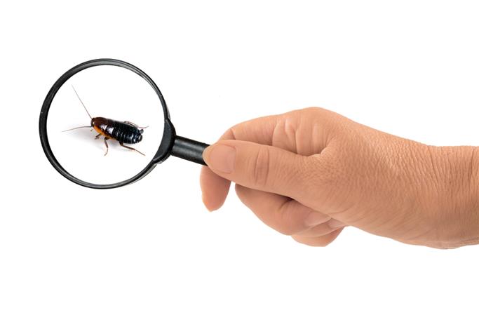 İş Yerinde Böceklerle Mücadele Etmek